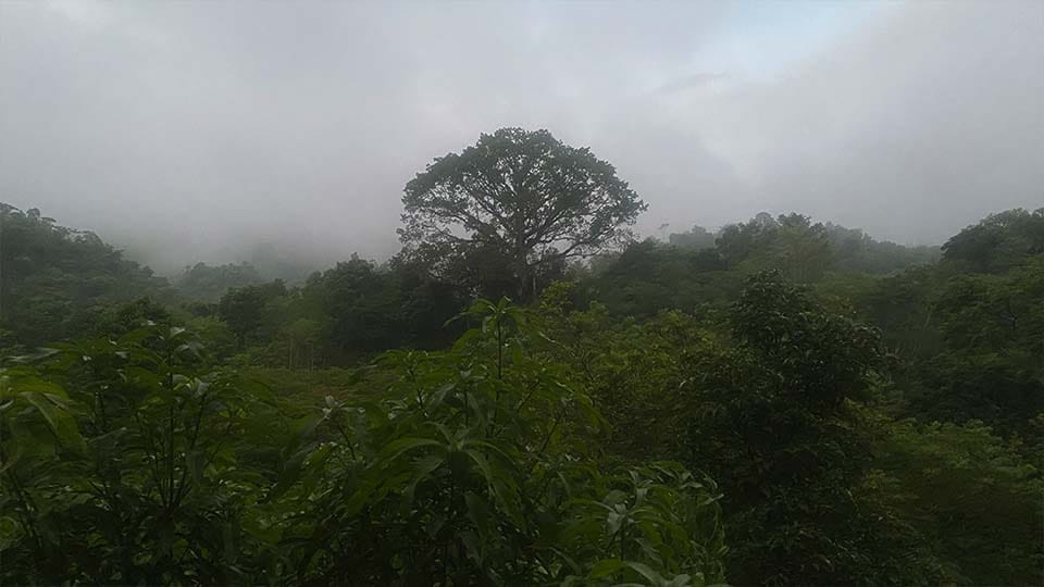 picture of jungle treetops