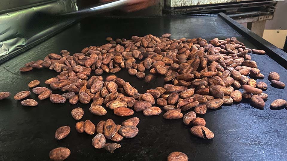 cocoa beans beaing rosted on a big metal stove